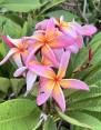 Plumeria Rainbow Star Bird 