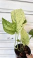 Amydrium medium variegated 