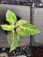 Aglaonema Golden Lak Sup 