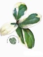 10 Plants Hoya Incrassata Albo Marginata