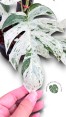 Epipremnum Pinnatum Marble Variegated Size L