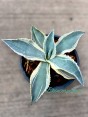 Agave gypsophila Ivory Curls