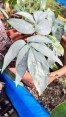 Amydrium Silver