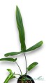Philodendron Holtonianum 