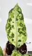 Aglaonema Pictum Tricolor Hybrid