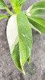 Philodendron Wend Imbe Variegated