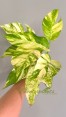 epipremnum-golden-flame-variegated-plant