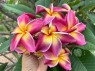 Plumeria Yala 