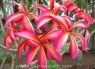 Plumeria 