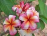 Plumeria 