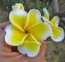Plumeria 