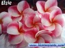 Plumeria 