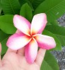 Plumeria 