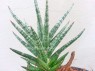 Sansevieria 