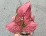 Syngonium Hybrid Oam Nak Red 