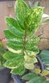 Zamioculcas zamifolia Variegated