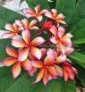 Plumeria 
