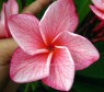 Plumeria 