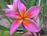 Plumeria 