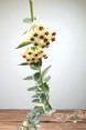 Hoya cumingiana Albomarginata Variegated in 4-Inch Pot