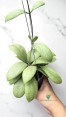Close-up of Hoya Erythrostema Silver Leaf with Silvery Pattern Best  Plants