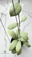 Close-up of Hoya Erythrostema Silver Leaf with Silvery Pattern