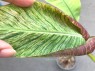 Musa Banana Gracillis Holttum Variegated 