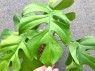 Philodendron Ginny / Raphidophora tetraperma