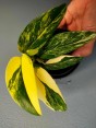 Monstera Standleyana Aurea Vareigated