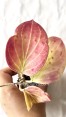 Hoya PNG SV 432