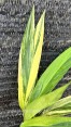 Epipremnum Amplissimum Aurea Variegated