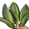Sansevieria 