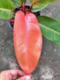 Philodendron Red Cherry Leaf 
