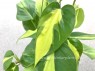 Philodendron Scandens Brasil