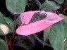 Philodendron Pink Princess Variegated