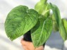 Syngonium macrophyllum Frosted Heart