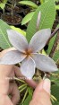 Plumeria 