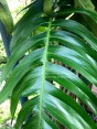 Epipremnum Pinnatum