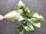 Syngonium Hybrid Aom SAP 