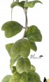 Hoya Deykeae