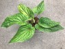 Anthurium Hybrid