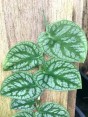 Monstera dubia
