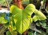 Philodendron Fibraecataphyllum / P.Peru
