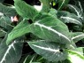 Syngonium Hybrid Wendlandii Schott