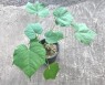 1 Bulb Sterculia Colorata