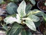 Philodendron Birkin 