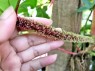 Philodendron Squamiferum Red Bristle