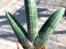 Sansevieria Obake 