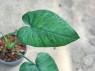 Syngonium Hybrid Chiapense