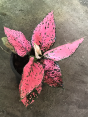 10 Plants Aglaonema Super Pink 